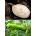 Tussore Silkmoth mylitta 15 eggs or 10 larvae, according to availability.